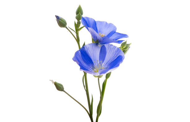 istock blue flax flowers isolated 2149852648