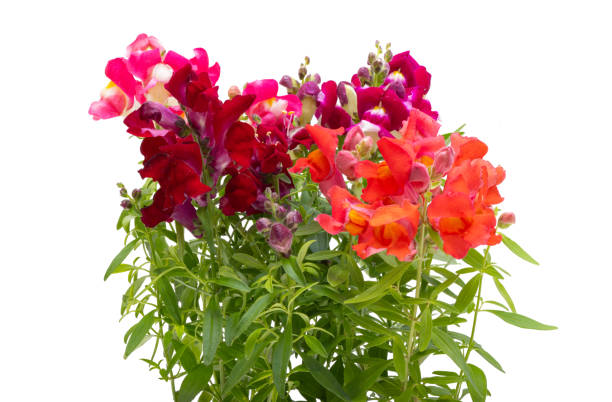 istock Antirrhinum flowers isolated 2149852707