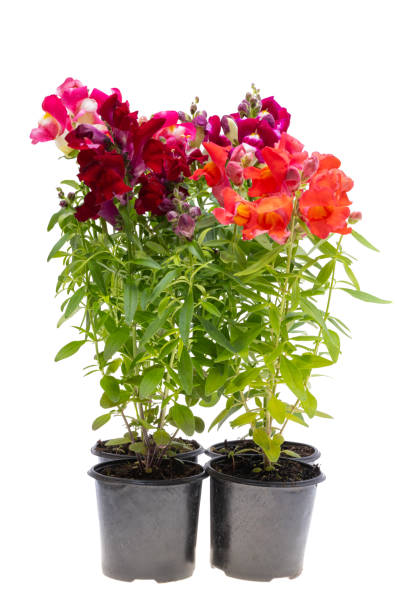 istock Antirrhinum flowers isolated 2149852900