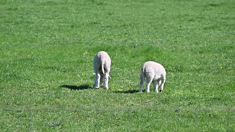 Two Lambs Grazing