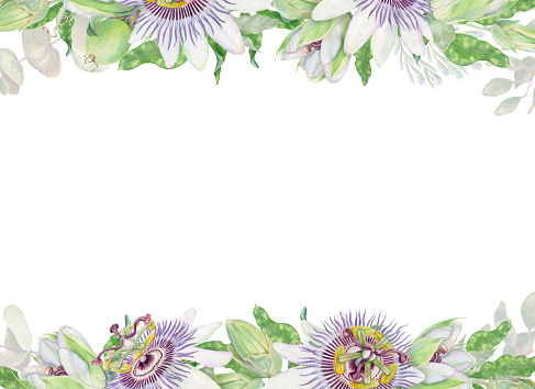Passion flower watercolor horizontal rectangular isolated edge frame. Purple and green hand painted Passiflora floral illustration with flower and bud for card and invitation template.