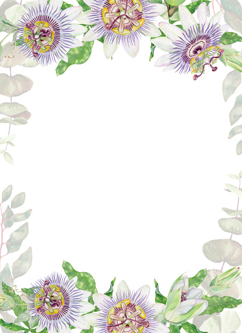 Passion flower watercolor vertical rectangular isolated frame. Purple and green hand painted Passiflora floral illustration with flower and bud for card and invitation template.
