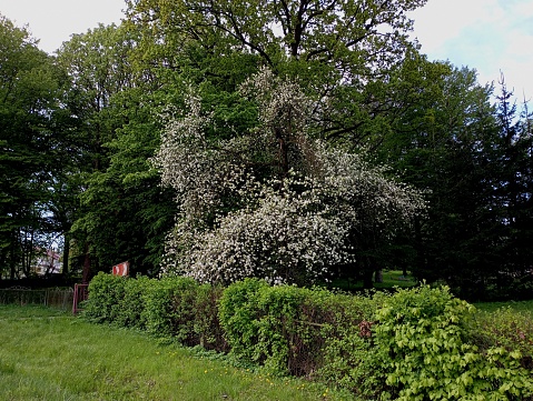 The apple tree bloomed in the spring with a beautiful white flower that covered the branches of the tree. In the background is a giant oak tree in the park. A beautiful park with various trees and fruit trees.