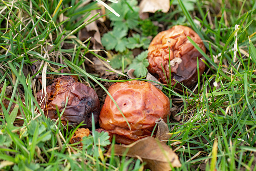 Rotten apples on the meadow