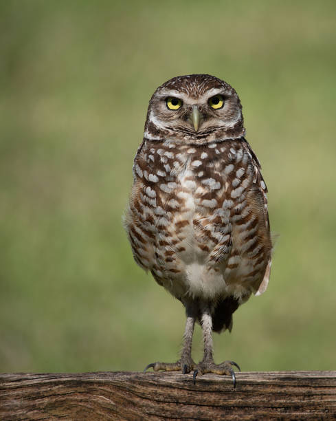 Burrowing Owl with Bright Yellow Eyes