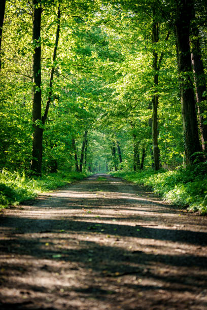 A dirt road winds through a dense, green forest filled with towering trees and vibrant plant life. The road surface is covered in grass, offering shade and a natural landscape for travelers to enjoy