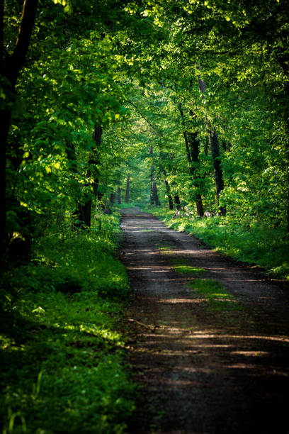 A dirt road winds through a dense, green forest filled with towering trees and vibrant plant life. The road surface is covered in grass, offering shade and a natural landscape for travelers to enjoy