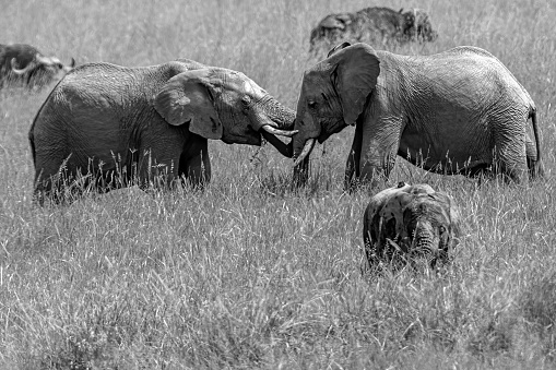 African Elephants fighting in wilderness
