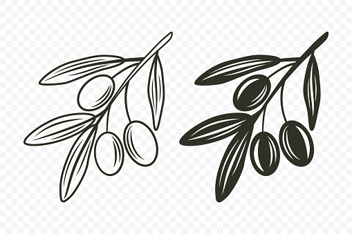 Flat Vector Olive Branch with Olives Set. Hand Drawn Olive Tree Branch with Outline.