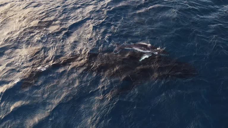 Aerial view mother baby humpback whale swimming together in calm blue ocean water, humpback whale spouting, Endangered ecosystem. mother and calves together blowing water fountains creating rainbow