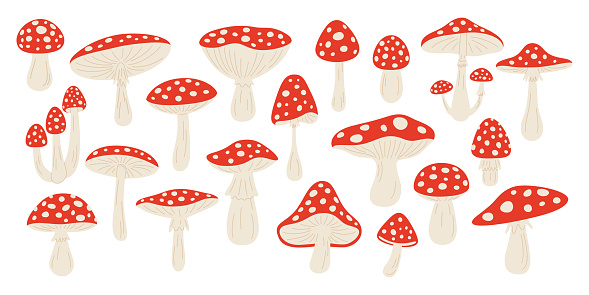 Vector Hand Drawn Cartoon Fly Agaric Mushrooms. Amanita Muscaria, Fly Agaric Illustration, Mushrooms Collection. Magic Mushroom Set, Design Template.