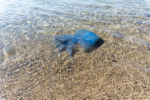 Blue and oversized jellyfish
