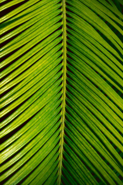 Green palm leaf, close-up. Natural background. Lepidozamia peroffskyana. Green palm leaf, close-up. Natural background. Lepidozamia peroffskyana. family Zamiaceae. lepidozamia stock pictures, royalty-free photos & images