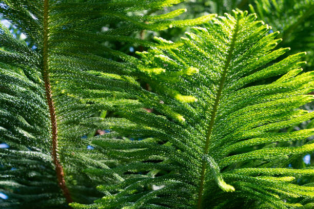 Green branch of a coniferous tree. Araucaria columnaris. the coral reef araucaria, Cook pine, New Caledonia pine, Cook araucaria, columnar araucaria.