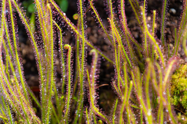 Drosera filiformis, close-up. the thread-leaved sundew. insectivorous herb. Floral background. Plant in the sun.