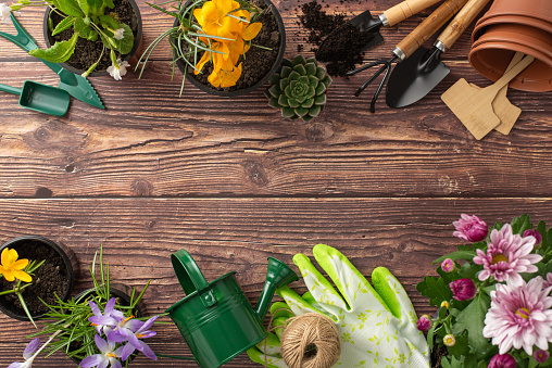 Get into the spring gardening mood. Top view presents seedling flowers, gardening tools, and wooden markers on textured brown background. Adequate space available for text or adverts