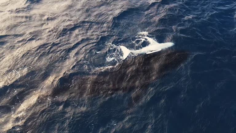 Aerial view mother baby humpback whale swimming together in calm blue ocean water, humpback whale spouting, Endangered ecosystem. mother and calves together blowing water fountains creating rainbow