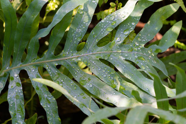 istock Green leaf of Phlebodium aureum with water drops. 2149858911