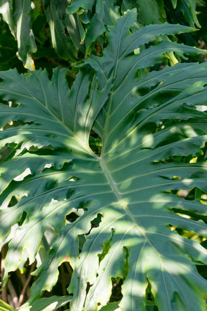 istock Large green leaf of Philodendron radiatum. 2149858924