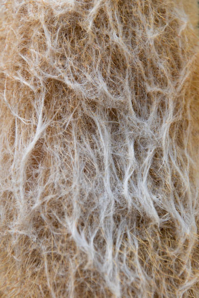 istock Fluffy tree trunk, close-up. Espostoopsis dybowskii. Cactus. 2149858933