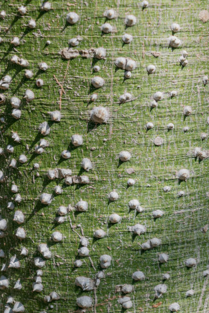 istock Ceiba tree bark, close-up. Natural backgrounds and textures. 2149858970