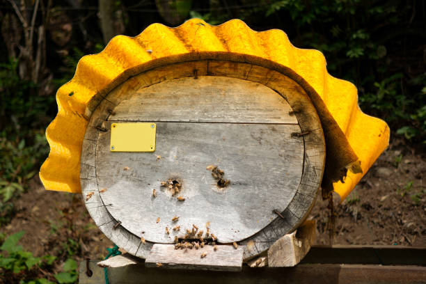 A round wooden beehive with a sheltered top