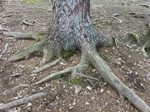 Pine tree trunk