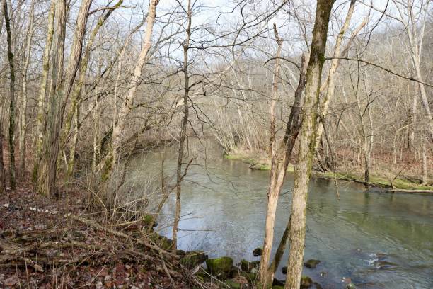 istock Creek in the Woods 2149859474