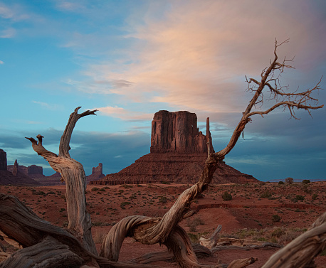 West Mitten Butte Shot Through a Dead Tree in Historic Monument Valley Tribal Park Utah Under a Majestic Sunset Cloudscape