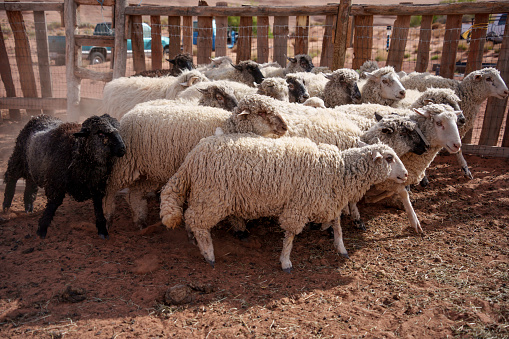 Sheep, Lambs, Rams and Ewes in a Sheep Pen in Monument Valley Arizona owned by a Navajo Family