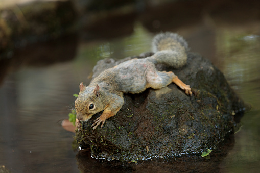 Squirrel lying on a rock in the pond to cool off.