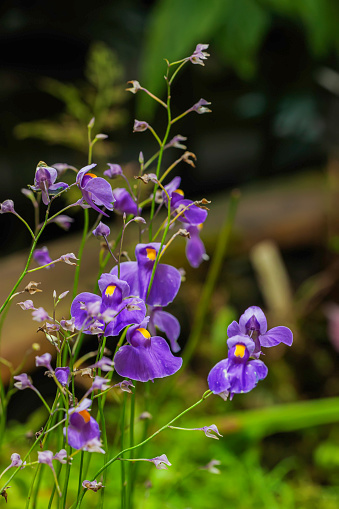 Graceful predatory Bright purple flowers of Utricularia, bloom of carnivorous plant close up