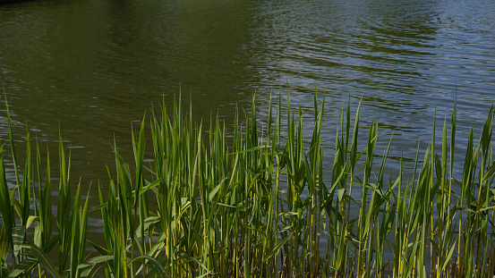Reed by the pond in spring, wallpaper