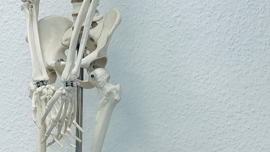 Human skeleton model of a doctor: close up of hands clasped