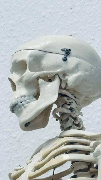 Human skeleton model of a doctor: head seen from below, side view