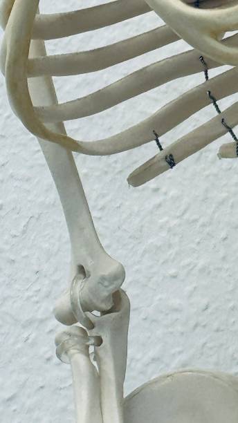 istock Human skeleton model of a doctor: chest 2149863095
