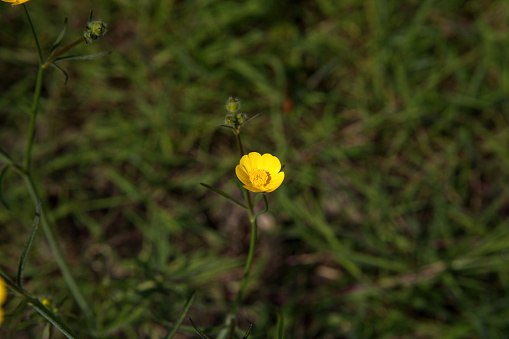 Bulbous buttercupm little yellow flower