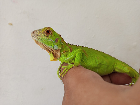 beauty reptil iguana close up photograph