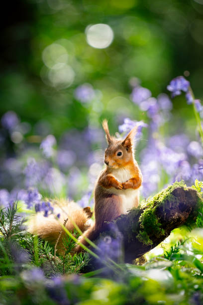 istock Red squirrel in the bluebell woods 2149863953