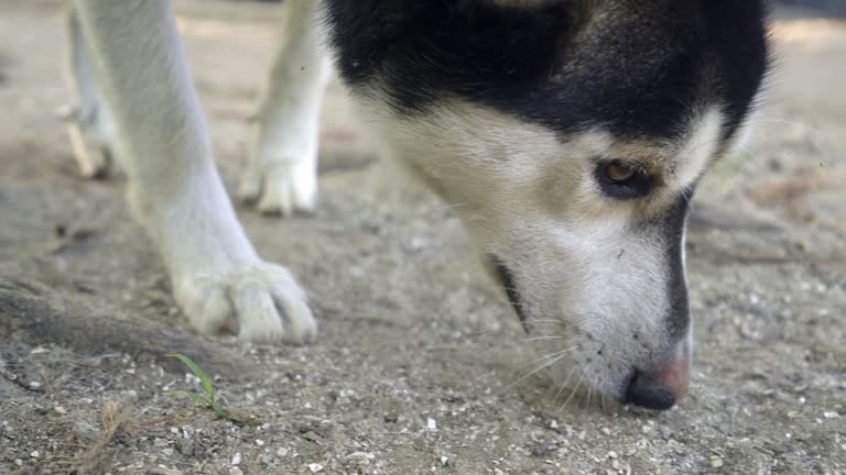 Husky k9 gray white black dog mix sniffing on the ground, closeup