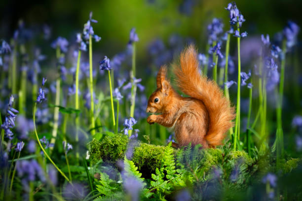 istock Red squirrel amongst bluebells 2149864074