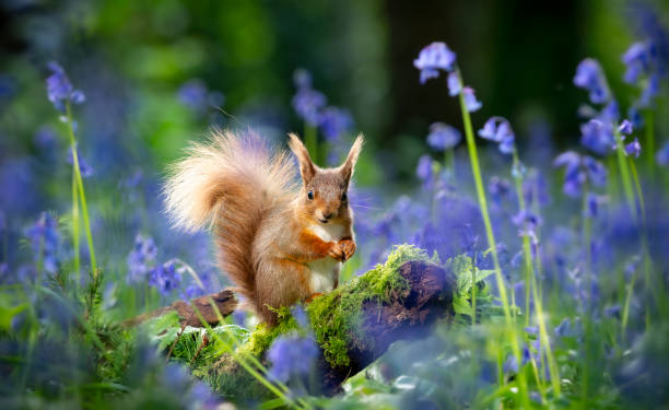 Red squirrel amongst bluebells