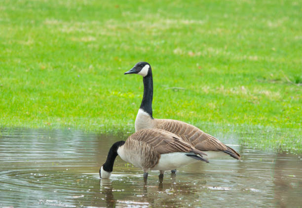 On Watch-Canada Geese- Howard County, Indiana