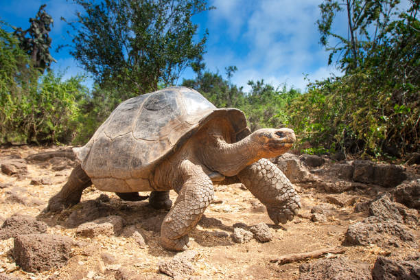 Ivory Turtle. The Galapagos tortoise. The Galapagos Islands. Ecuador.