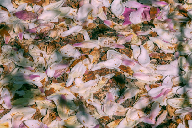 Fallen pink magnolia petals. Faded flowers. End of spring. Natural background.