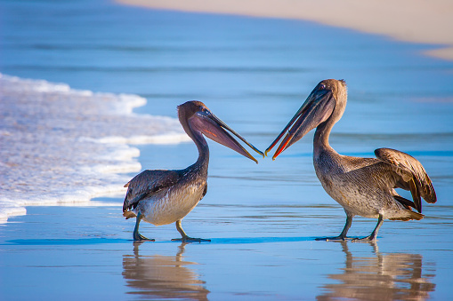 Pelicans divide the fish. Two pelicans. Pacific Ocean. Ecuador. The Galapagos Islands.