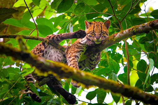 Oncilla. Wild cat. Ecuador. animals of Ecuador.