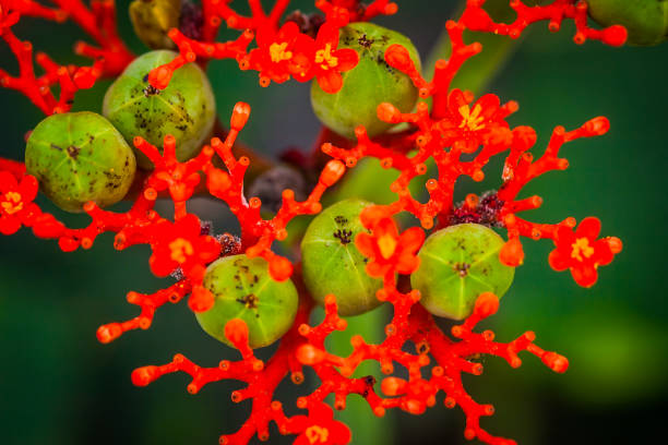 istock South America. Unusual growth. Ecuador. 2149865595