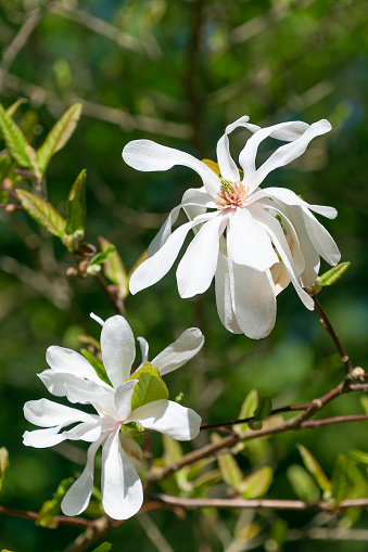Beautiful white flowers of Magnolia stellata, the star magnolia. Spring bloom. Spring landscape. Floral background.