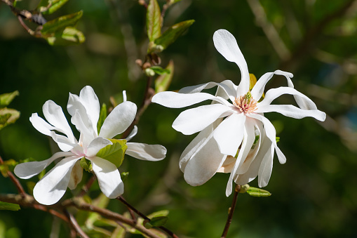 Beautiful white flowers of Magnolia stellata, the star magnolia. Spring bloom. Spring landscape. Floral background.